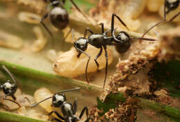 Image de Polyrhachis mucronata Smith 1859