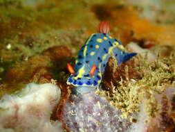 Image de Hypselodoris festiva (A. Adams 1861)