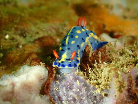 Image of Hypselodoris festiva (A. Adams 1861)