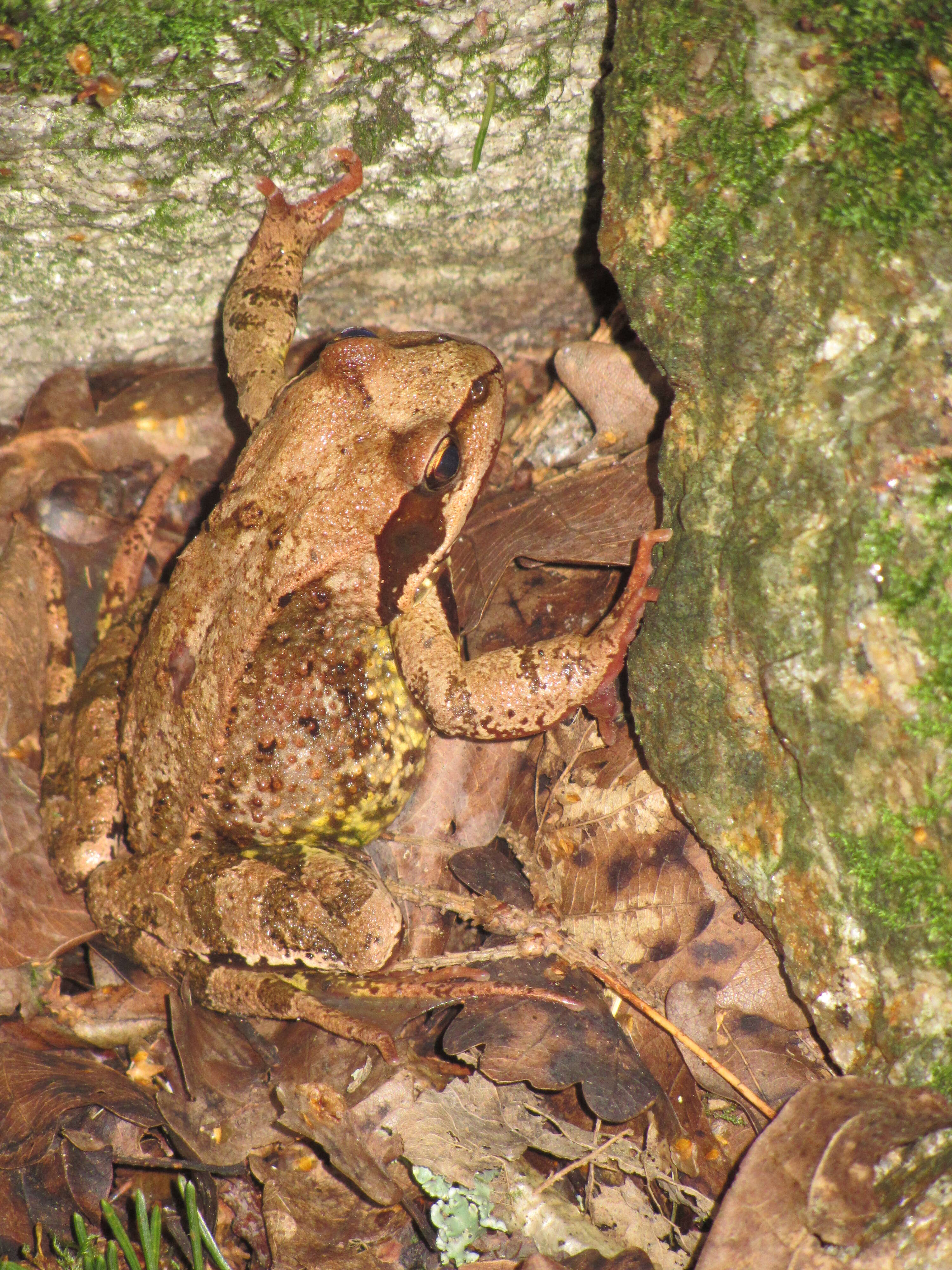 Image of Common frog