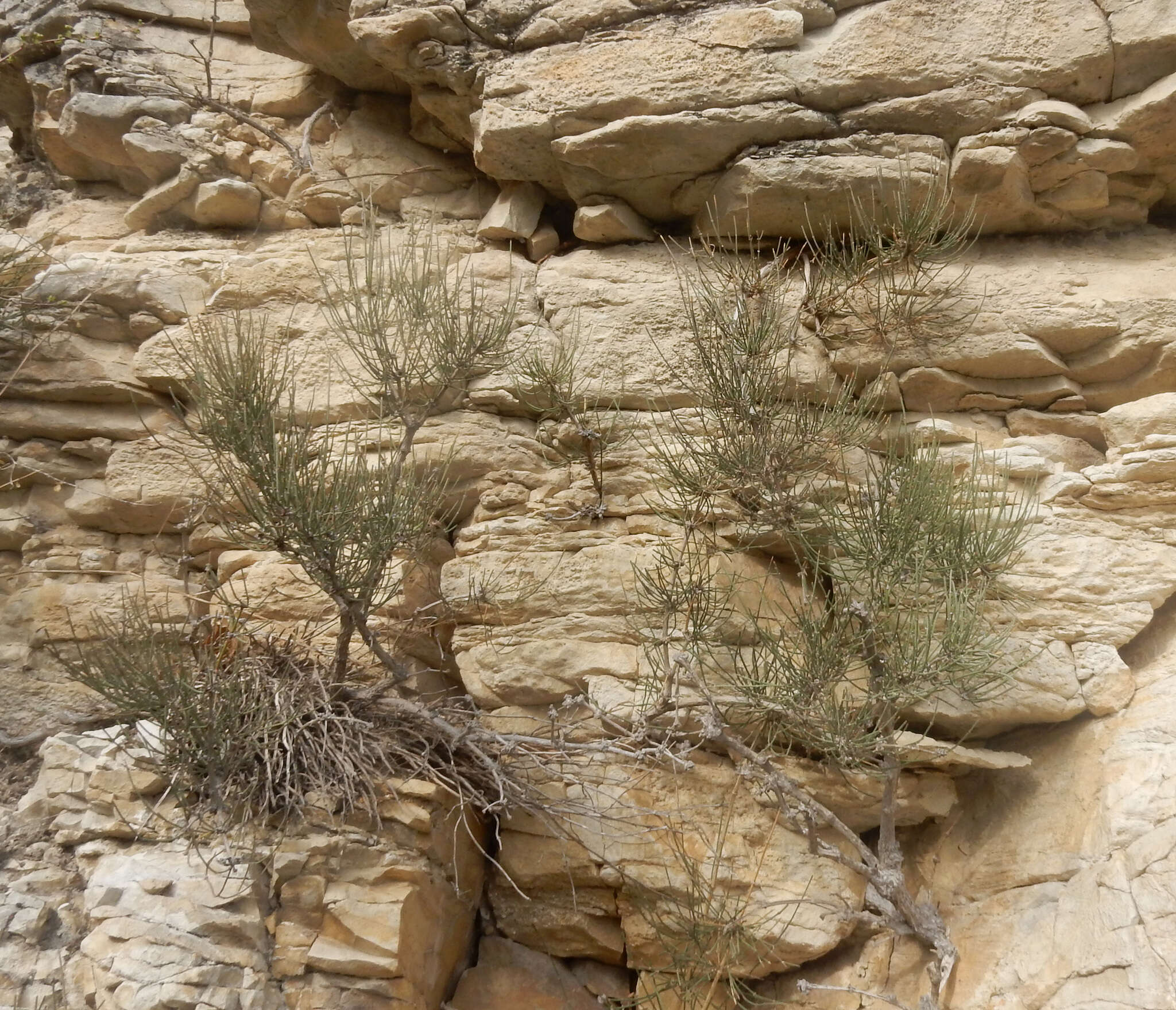 Image of Ephedra procera C. A. Mey.