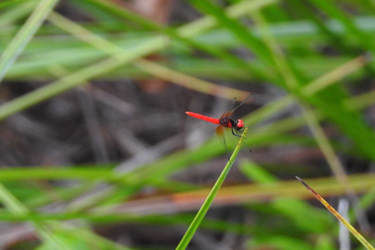 Image de Nannophya pygmaea Rambur 1842