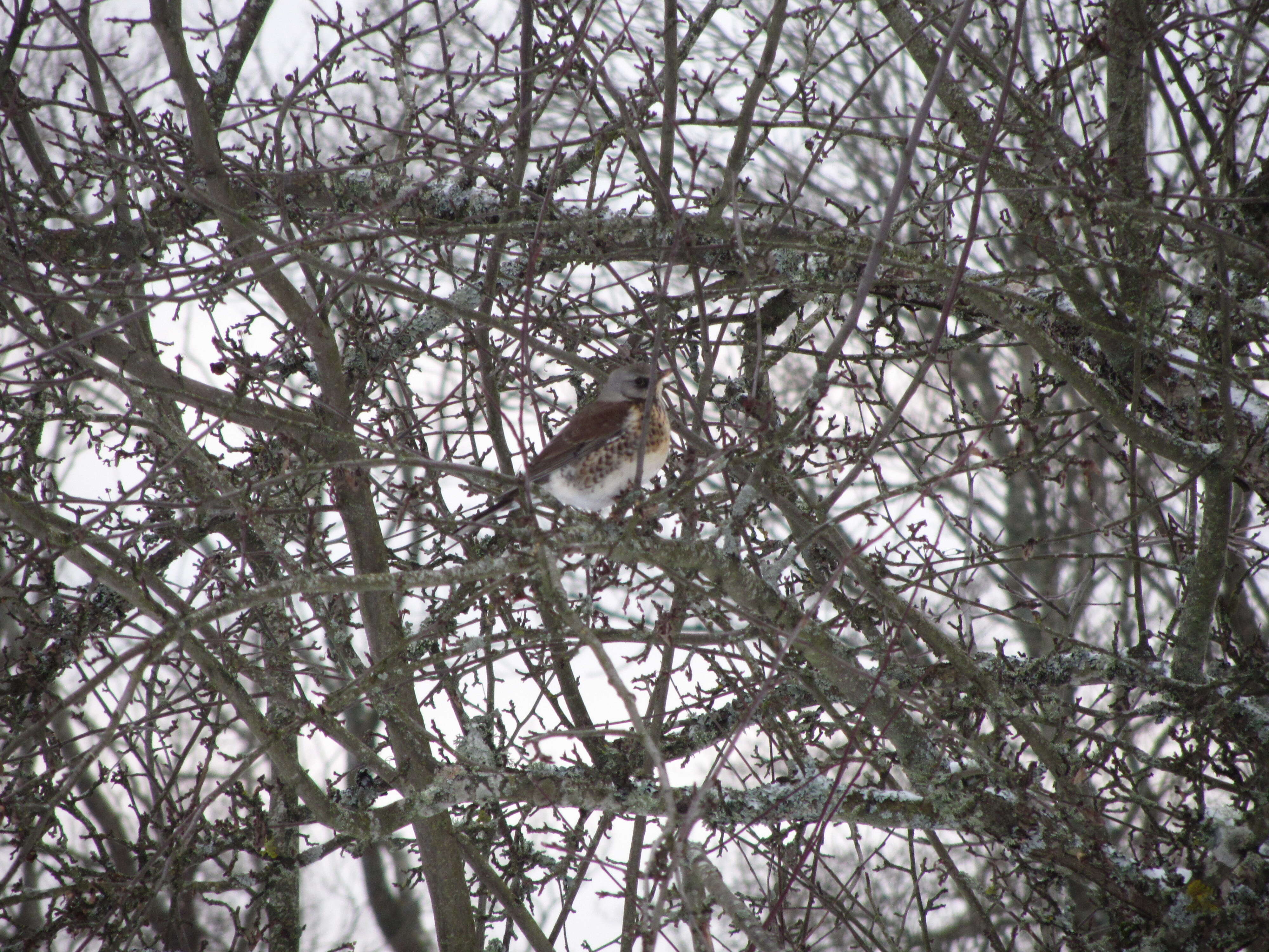 Image of Fieldfare