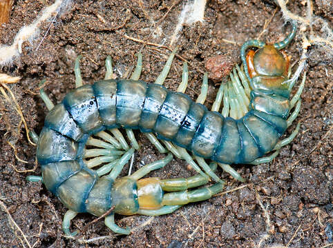 Image of Common Desert Centipede