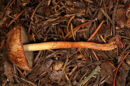 Image of Agaricus kerriganii L. A. Parra, B. Rodr., A. Caball., M. Martín-Calvo & Callac 2013