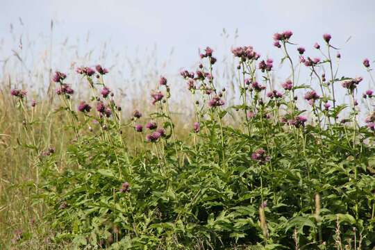 Слика од Cirsium alsophilum (Pollini) Greuter