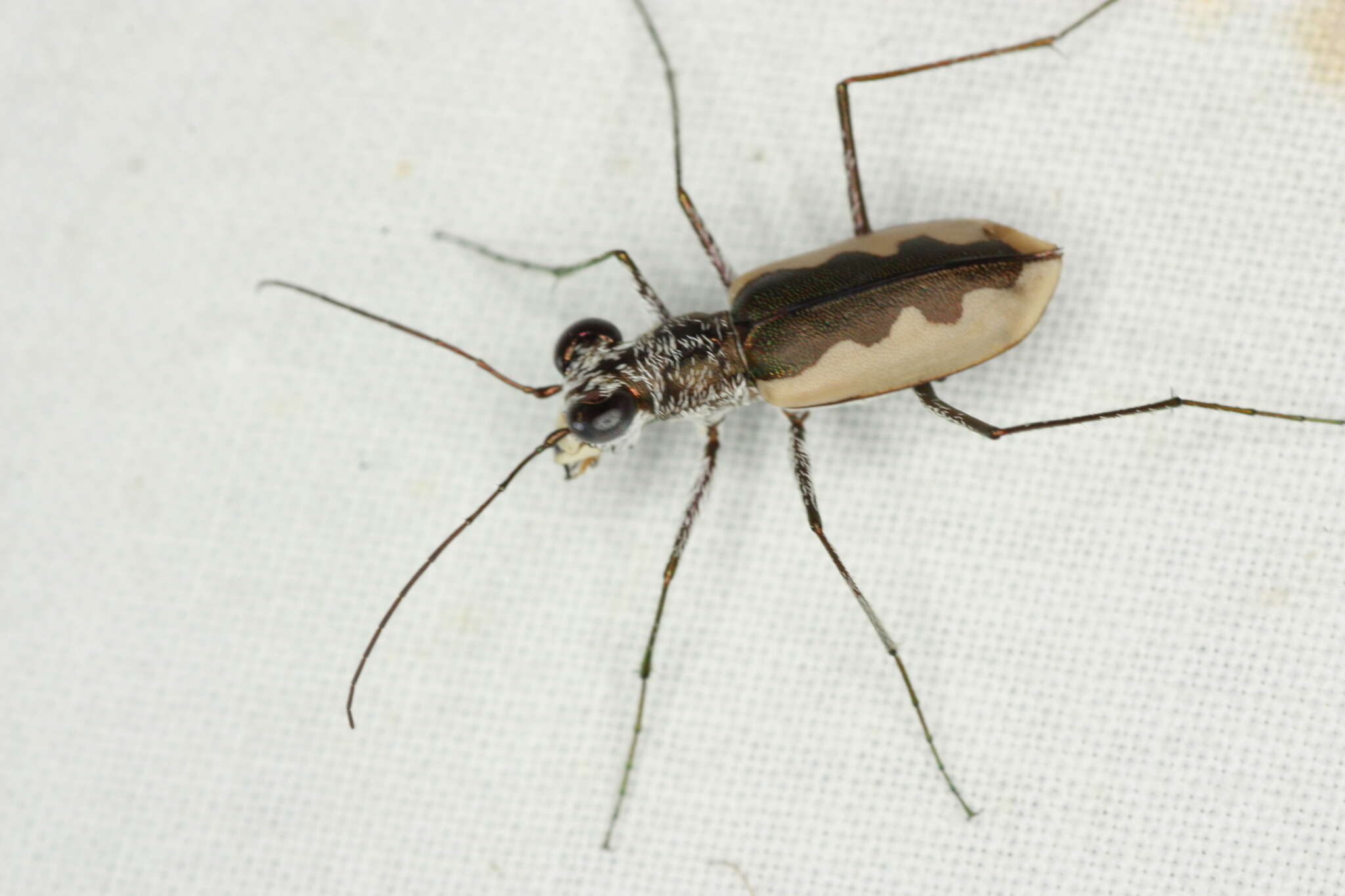 Image of White-cloaked Tiger Beetle