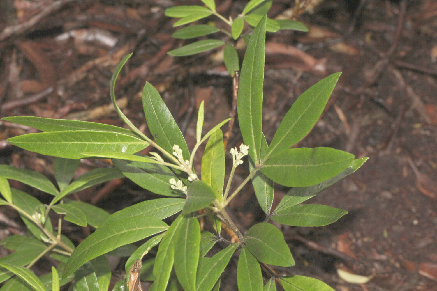 Image of Zieria arborescens Sims