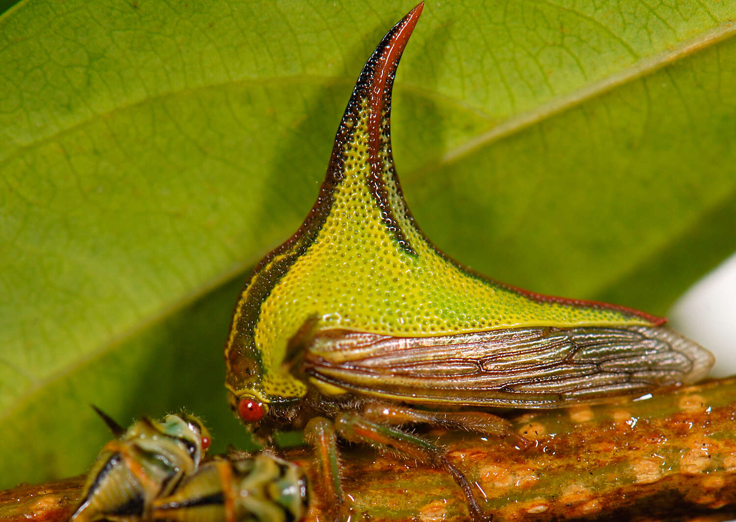 Image of Thorn Treehopper