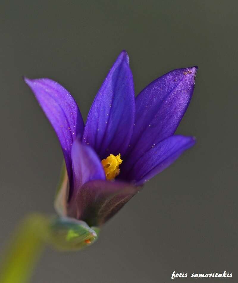 Sivun Romulea linaresii subsp. graeca Bég. kuva