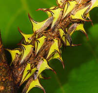 Image of Thorn Treehopper