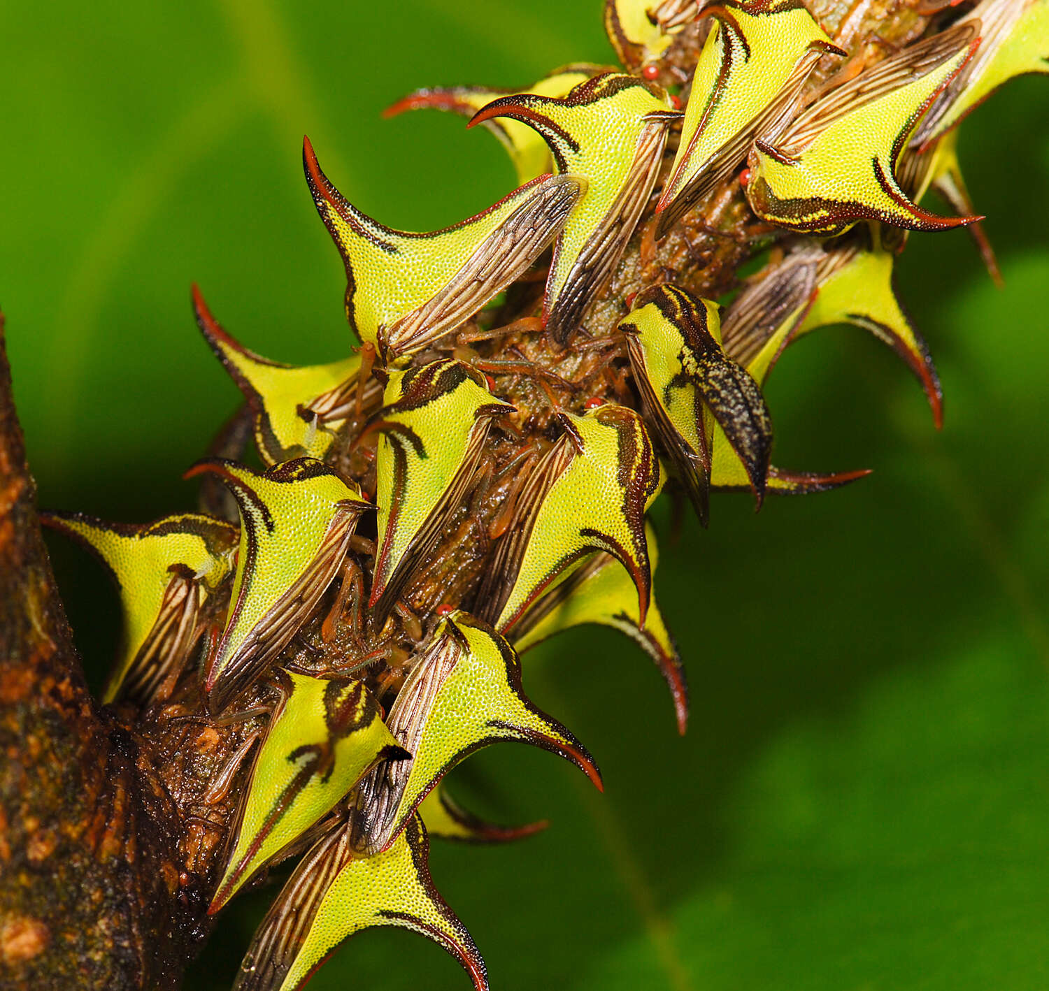 Image of Thorn Treehopper