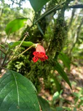 Image of Kohleria inaequalis (Benth.) Wiehler