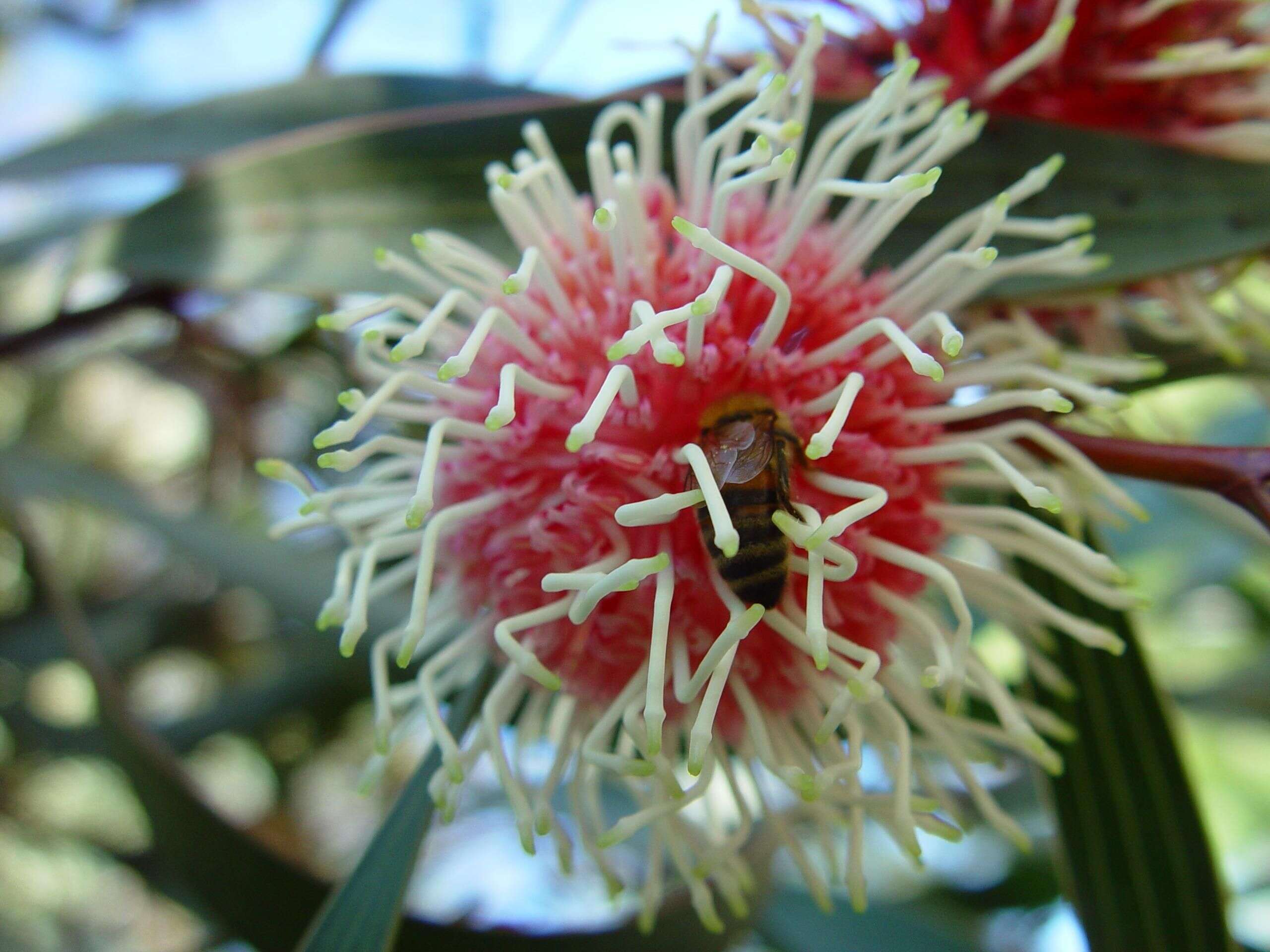 Imagem de Hakea laurina R. Br.