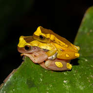 Dendropsophus leucophyllatus (Beireis 1783) resmi