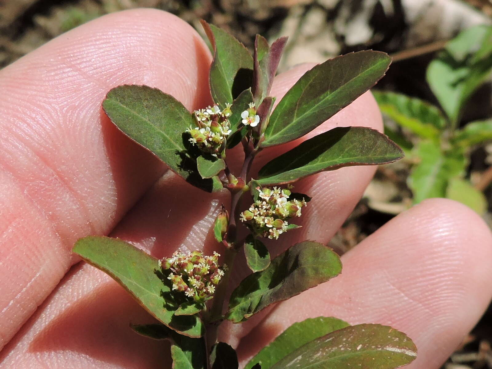 Слика од Euphorbia hypericifolia L.