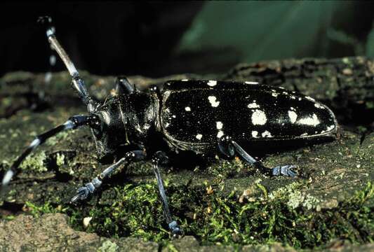 Image of Asian Longhorned Beetle