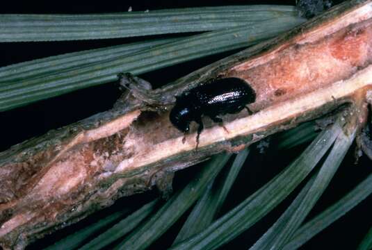 Image of Common pine shoot beetle