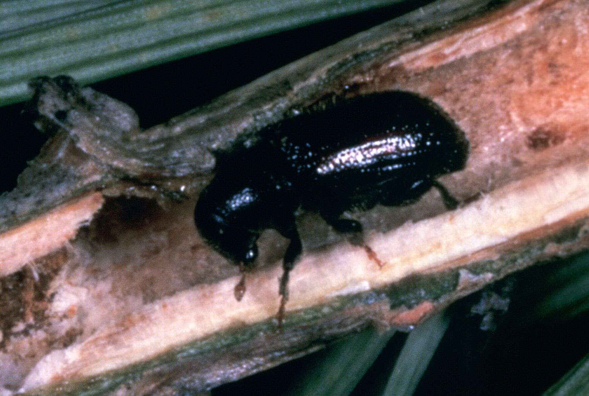 Image of Common pine shoot beetle