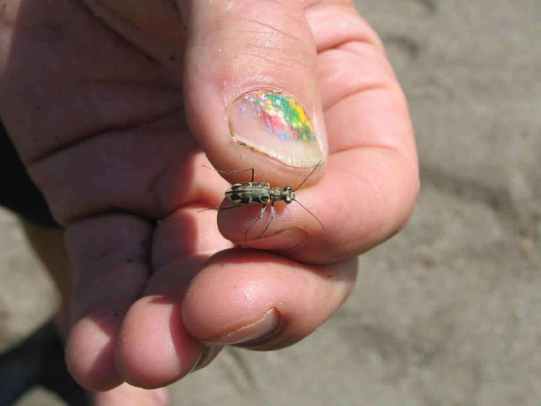 Image de Cicindela puritana