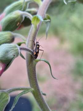 Image of Grypocoris stysi (Wagner 1968)