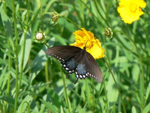 Image of Spicebush swallowtail