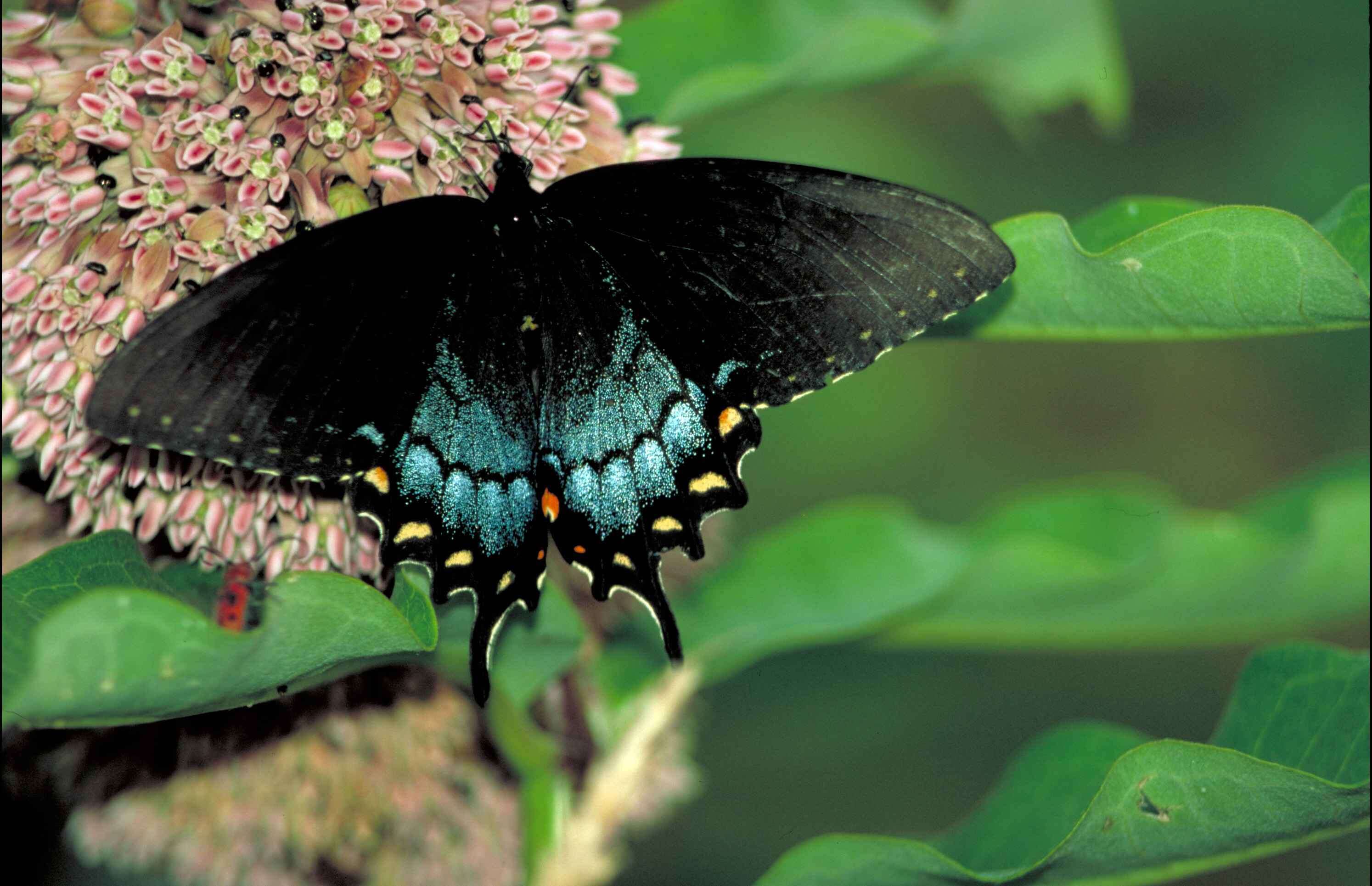 Image of Spicebush swallowtail