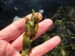 Image of Long-stalked Pondweed