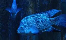 Image of Rio Grande Cichlid