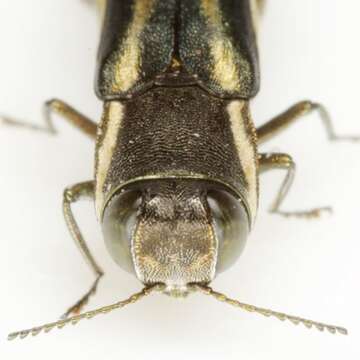 Image of Twolined Chestnut Borer