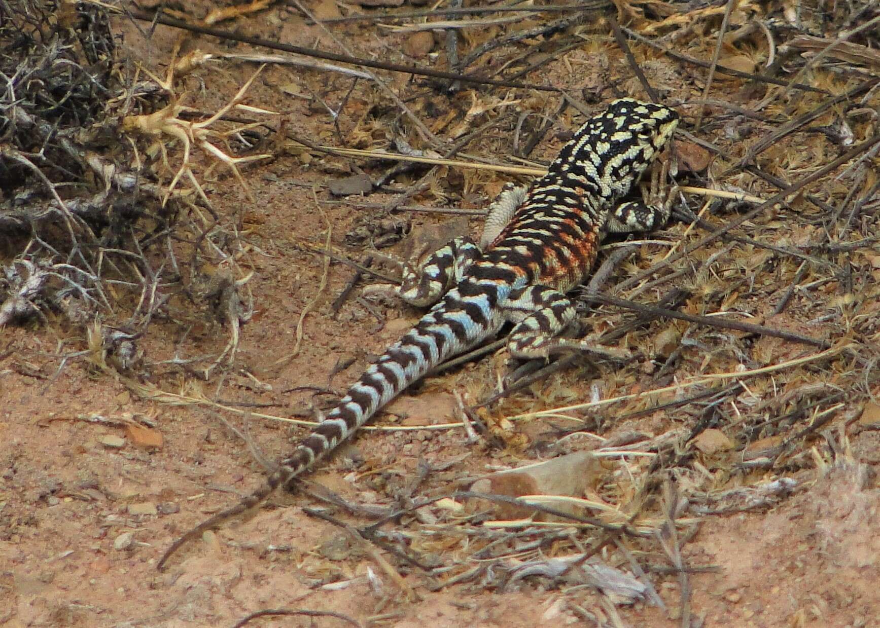 Image de Liolaemus ornatus Koslowsky 1898