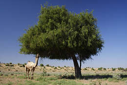 Image de Prosopis cineraria (L.) Druce