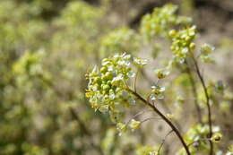 Image of Panoche pepperweed