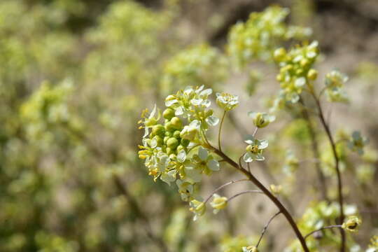 صورة Lepidium jaredii subsp. album