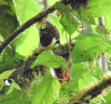 Image of Lineated Foliage-gleaner