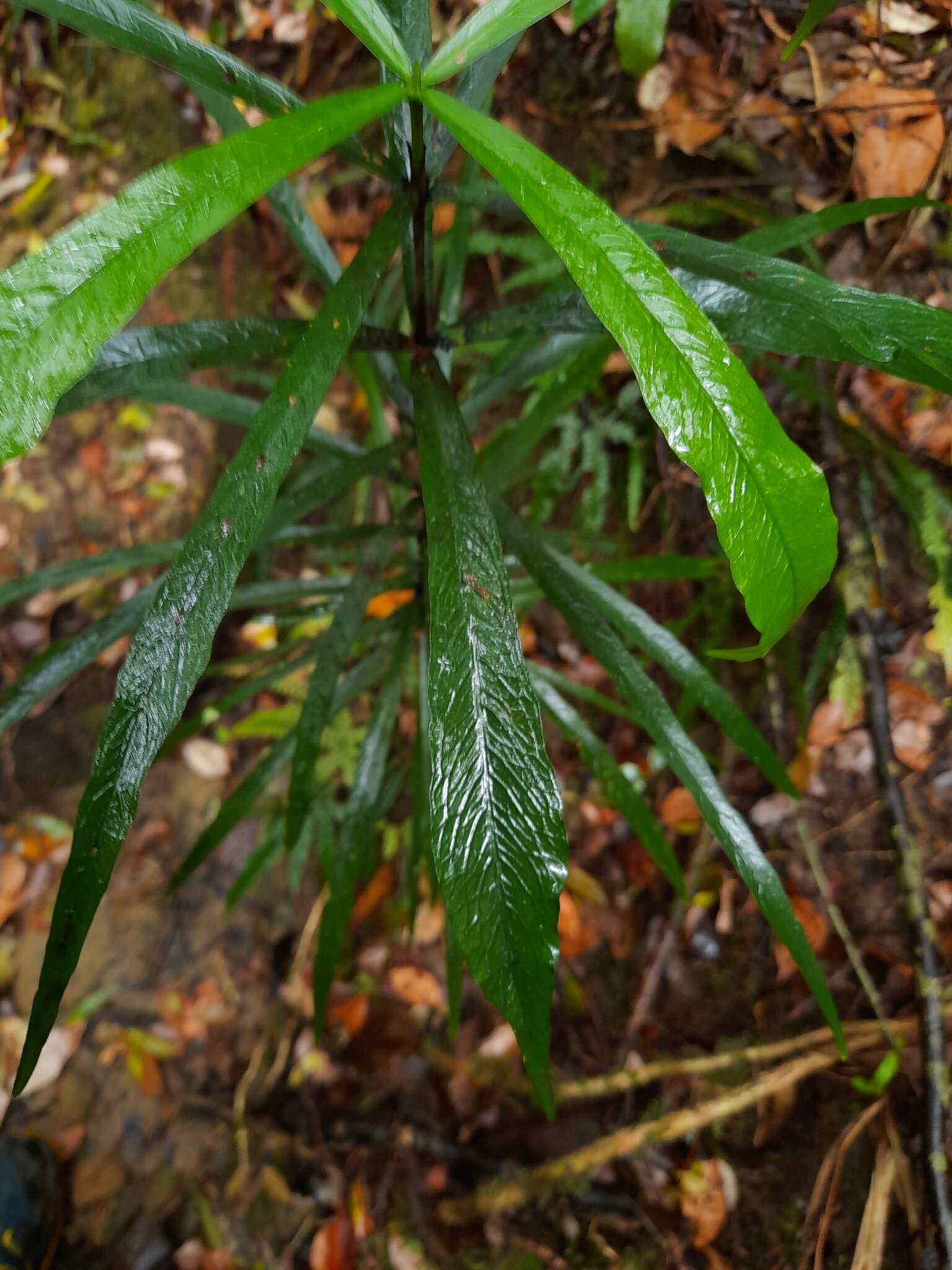 Image of Atractocarpus chartaceus (F. Muell.) Puttock