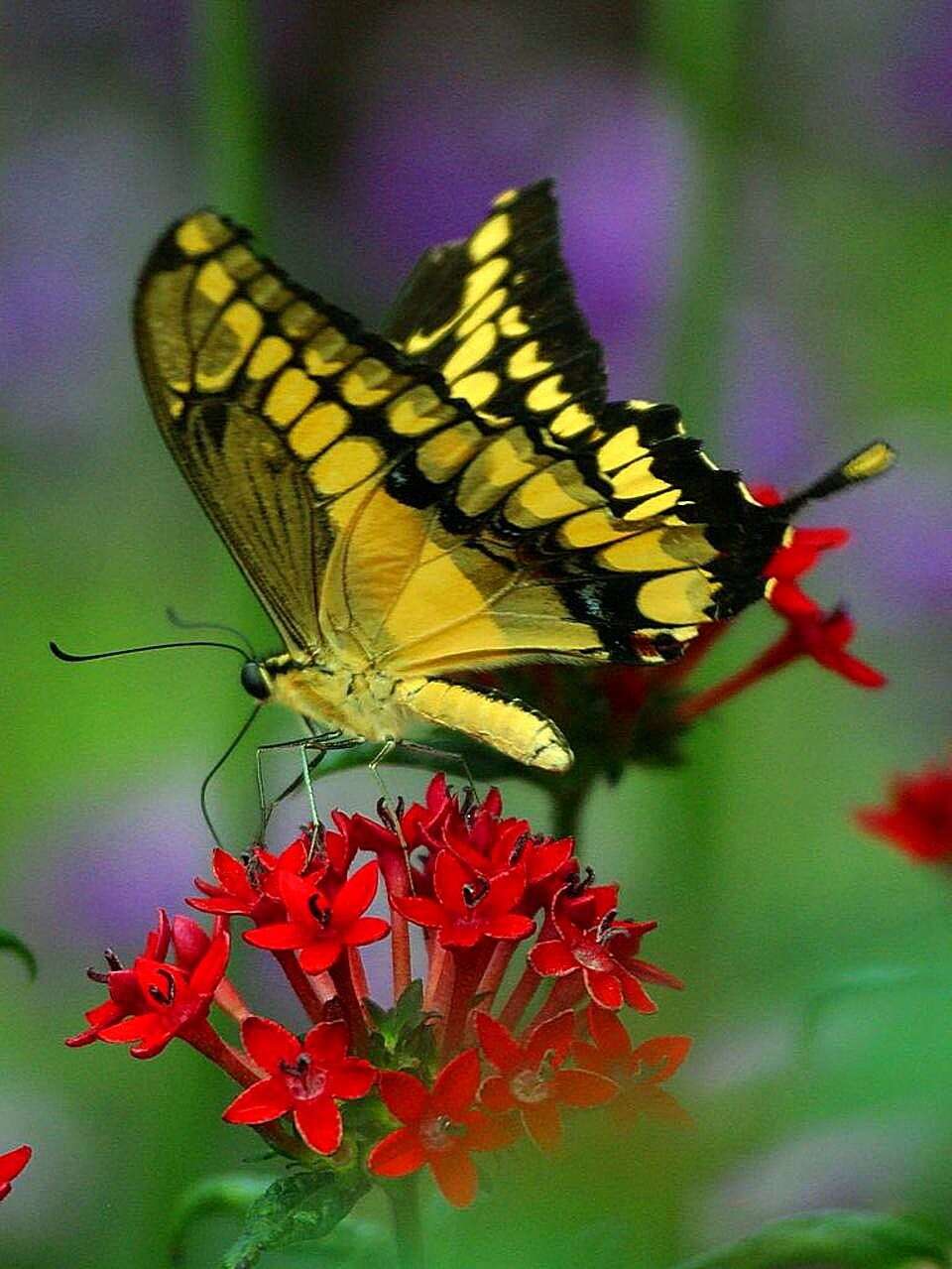 Image of Thoas Swallowtail