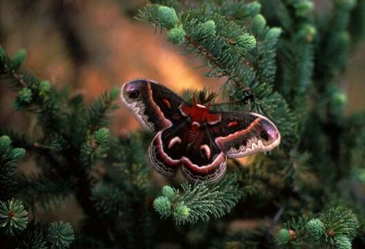 Image of Cecropia Moth