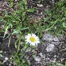 Imagem de Erigeron melanocephalus (A. Nels.) A. Nels.