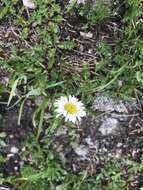 Image of blackhead fleabane