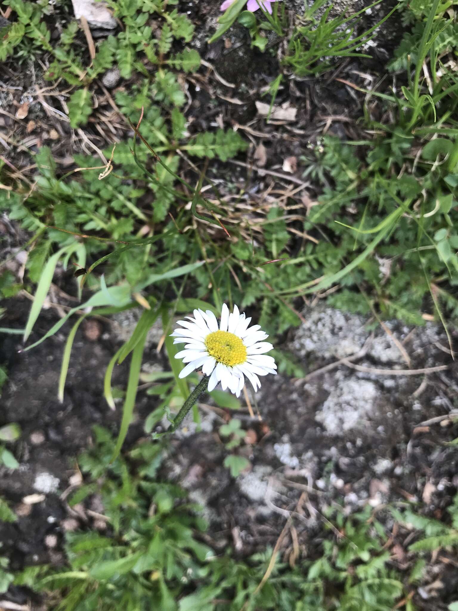 Imagem de Erigeron melanocephalus (A. Nels.) A. Nels.