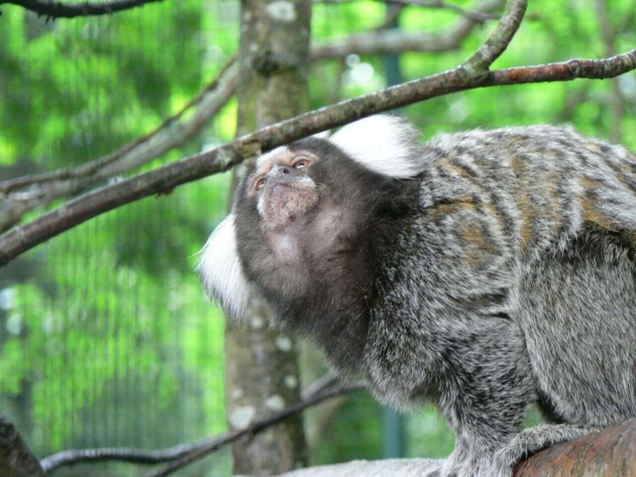 Image of Common Marmoset