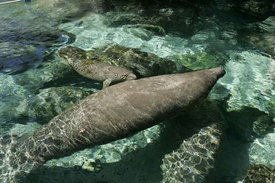 Image of manatees