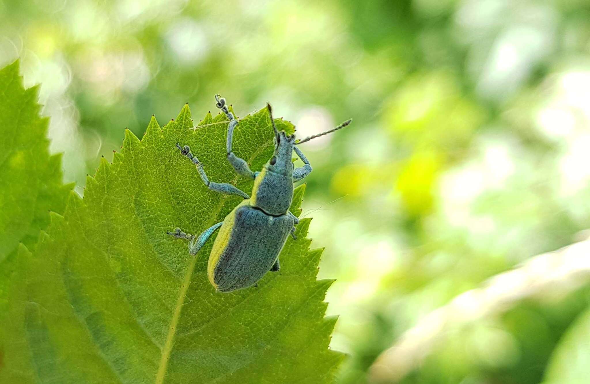 Image of Chlorophanus viridis (Linnaeus 1758)