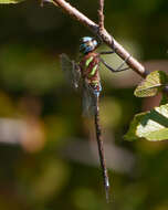 Image of Turquoise-tipped Darner