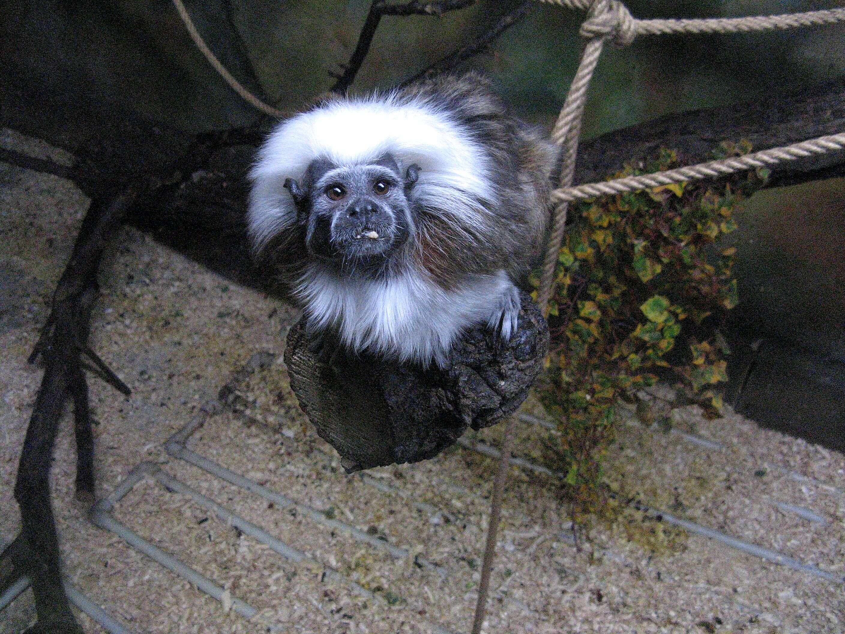 Image of cotton-top tamarin