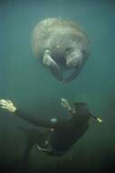 Image of manatees