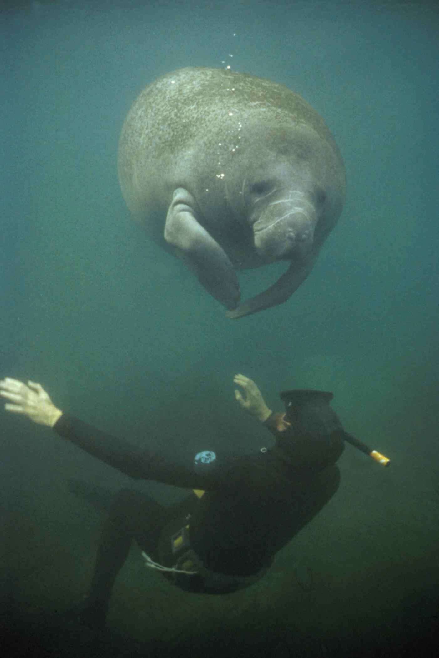 Image of manatees