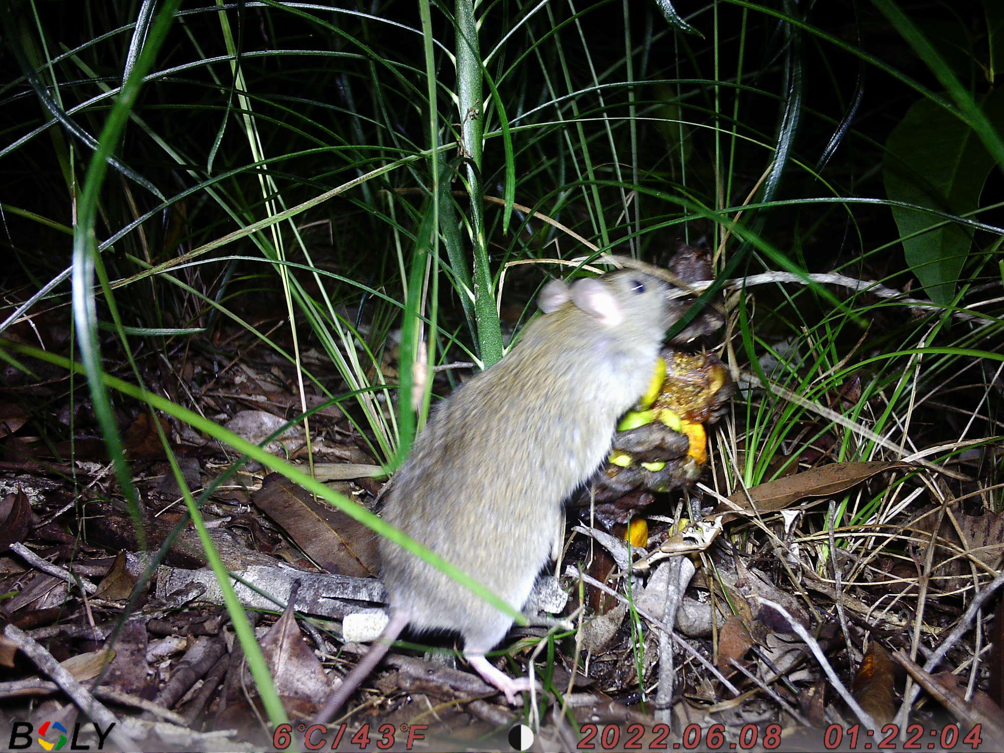 Image of Australian Pale Field Rat