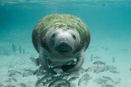 Image of manatees